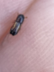 Monarthrum dentigerum