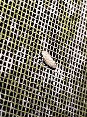 Curtara insularis
