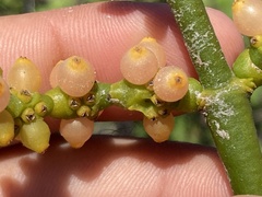 Phoradendron brachystachyum