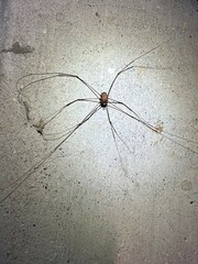 Phalangioidea
