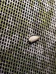 Curtara insularis