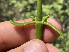 Phoradendron brachystachyum