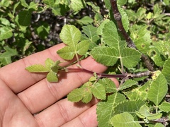 Phoradendron brachystachyum