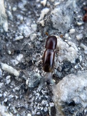 Monarthrum dentigerum