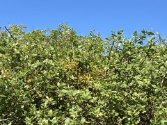 Phoradendron brachystachyum