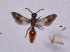 Sphaeropthalma imperialis