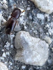 Monarthrum dentigerum