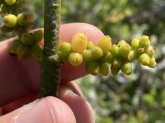 Phoradendron brachystachyum