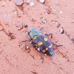 Chrysobothris chrysoela