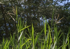 Ischaemum polystachyum