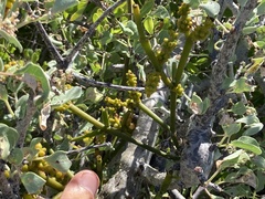 Phoradendron brachystachyum