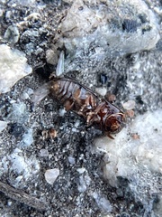 Monarthrum dentigerum