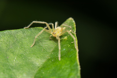 Gnathopalystes taiwanensis
