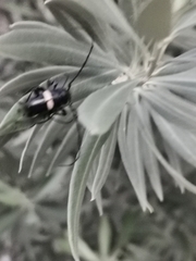 Lissonotus flavocinctus