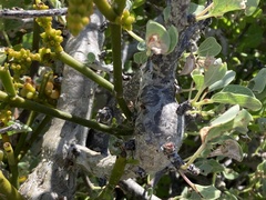 Phoradendron brachystachyum