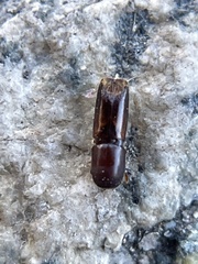 Monarthrum dentigerum