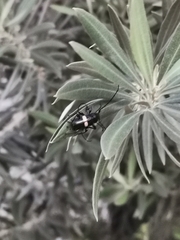 Lissonotus flavocinctus