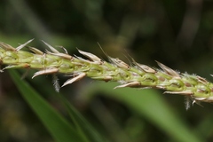 Ischaemum polystachyum