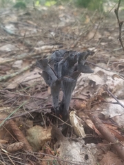 Craterellus