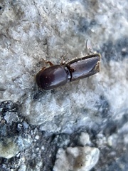 Monarthrum dentigerum