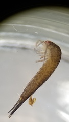 Hypomachilodes texanus