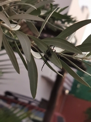 Lissonotus flavocinctus