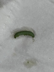 Evergestis rimosalis