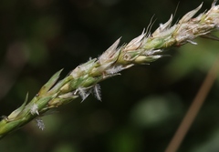 Ischaemum polystachyum