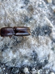 Monarthrum dentigerum