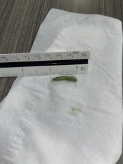Evergestis rimosalis
