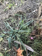 Convolvulus angustissimus