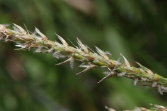 Ischaemum polystachyum