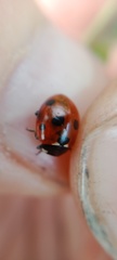 Coccinella magnifica