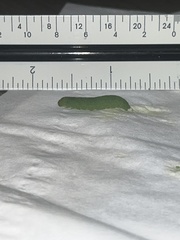 Evergestis rimosalis