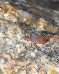 Serinethinae