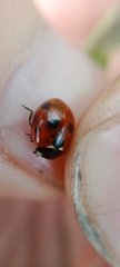 Coccinella magnifica