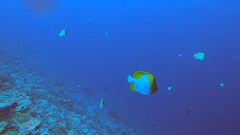 Hemitaurichthys polylepis