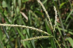 Ischaemum polystachyum