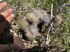 Mammillaria dioica dioica