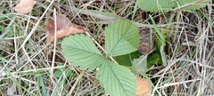 Fragaria viridis