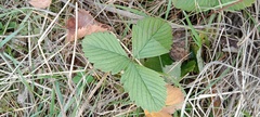 Fragaria viridis