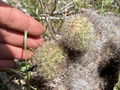 Mammillaria dioica dioica