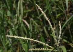 Ischaemum polystachyum