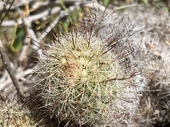 Mammillaria dioica dioica