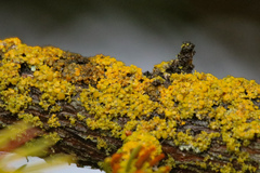 Xanthomendoza hasseana