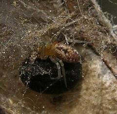 Dictyna bostoniensis