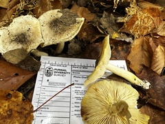 Tricholoma subsejunctum