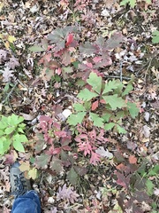 Quercus alba