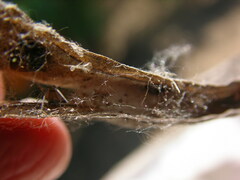 Dictyna bostoniensis