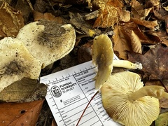 Tricholoma subsejunctum